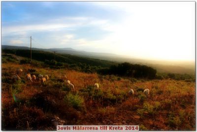 Mickan-Sandelin-Målarkurser-Målarresor-Akvarell-Akryl-Olja - får betar i det pastorala landskapet på kreta